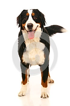 Bernese mountain dog on white