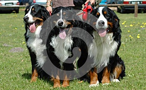 Bernese Mountain Dogs