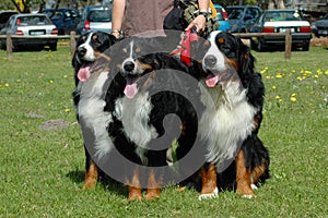 Bernese Mountain Dogs