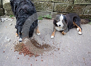 Bernese mountain dogs eating granules