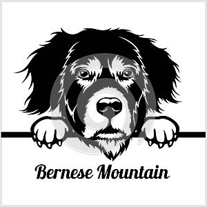 Bernese Mountain - Peeking Dogs - - breed face head isolated on white