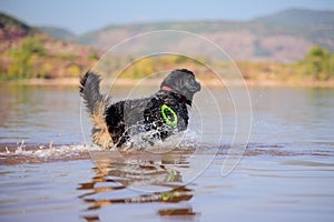 Bernese mountain rescue dog water work training