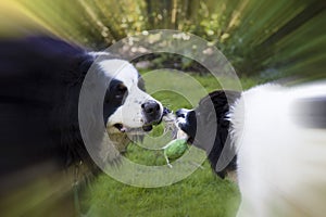 Bernese Mountaindog playing with Landseer ECT pup