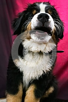 Bernese Mountian Dog Puppy Smiles