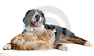 Bernese moutain dog and cat