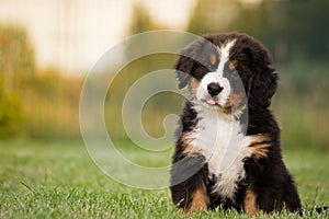 Bernese puppy