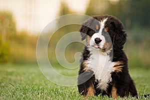 Bernese puppy photo