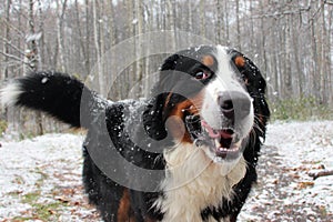 Bernese Sennenhund. The best dog for the family.