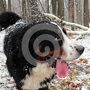 Bernese Sennenhund. The best dog for the family.