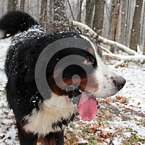 Bernese Sennenhund. The best dog for the family.