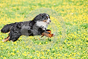 Bernese Sennenhund purebred shepherd dog in field