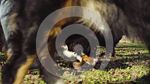 Bernese shepherd dog puppies on a grass in a park