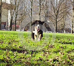 Bernese shepherd dog puppy on a grass in a park
