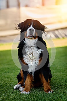 Bernese sitting on grass