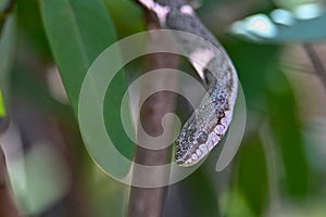 Bernier`s Striped Snake Dromicodryas bernieri, Madagascar nature