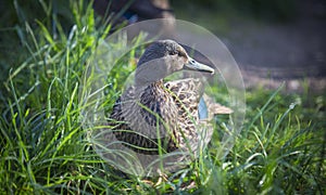 Berniers teal, Anas bernieri resting in grass, duck