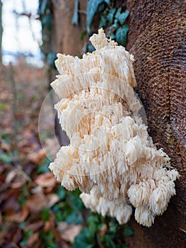 Bernried, Germany - December 30th 2022: Very rare fungus Hericium in a Bavarian forest