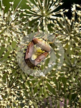 Berom climbing bug Palomena prasina