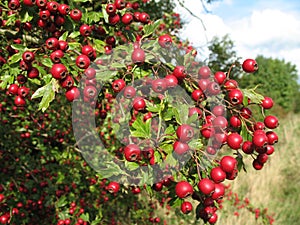 Berries