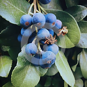 Berries