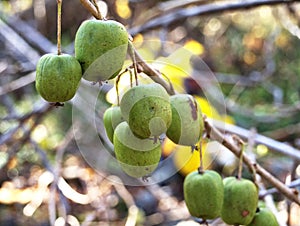 Berries actinidia kolomikta