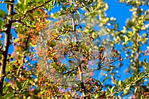 Berries against sky.