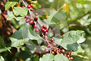 Berries of alder buckthorn Frangula alnus.