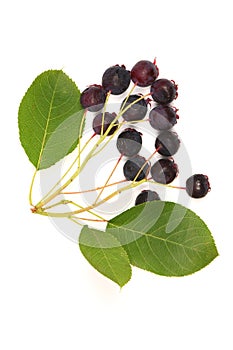 Berries of amelanchier or chuckley pear. High resolution photo