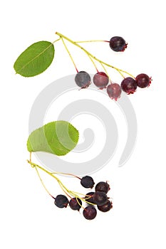 Berries of amelanchier or chuckley pear. High resolution photo