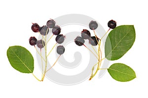 Berries of amelanchier or chuckley pear. High resolution photo