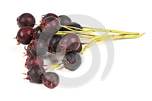 Berries of amelanchier or chuckley pear. High resolution photo