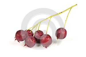 Berries of amelanchier or chuckley pear. High resolution photo