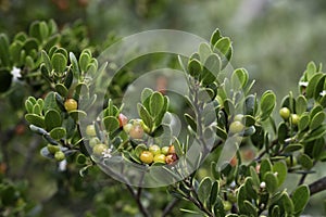Berries of the Arctostaphylos uva-ursi or Kinnikinnick photo