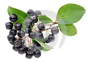 The berries of the aronia are covered with thin villi