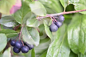 Berries of an Aronia prunifolia Nero