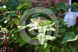 Berries in the autumn