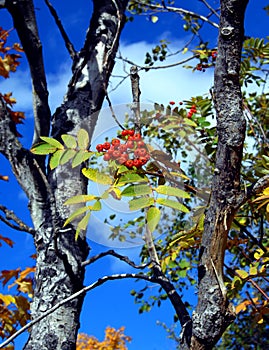 Berries in Autumn