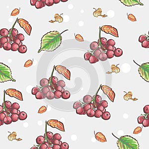 Berries and autumn leaves of Viburnum