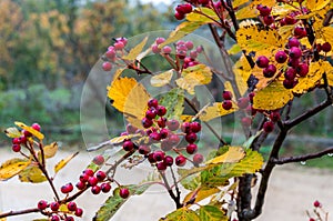 Berries in autumn photo