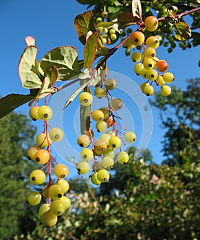 The berries of barberry (Berberis) in the park