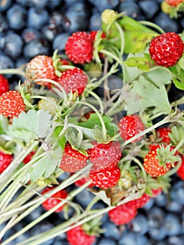 Berries of bilberry and wild strawberries. Forest berries. Harvesting whortleberries