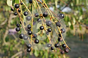 Berries of bird cherry