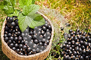 Berries black currant in the basket