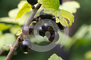 Berries of a black currant on branch