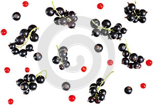 berries of black currant and red currant isolated on white background.