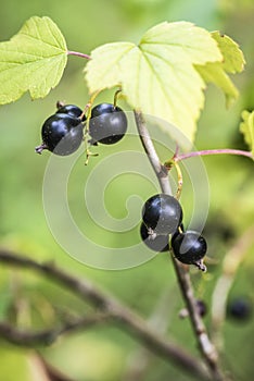 Berries of black currant in the summer garden