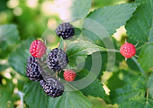 Berries of `black raspberry` during ripeness