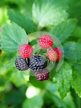Berries of `black raspberry` during ripeness