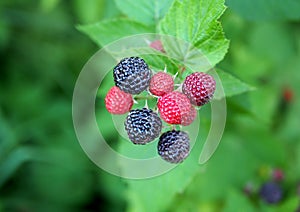 Berries of `black raspberry` during ripeness