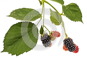 Berries of blackberry, lat. Rubus fruticosus, isolated on white background